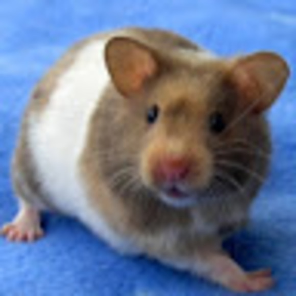 Meet your Posher, Maya - Picture 1 of 1